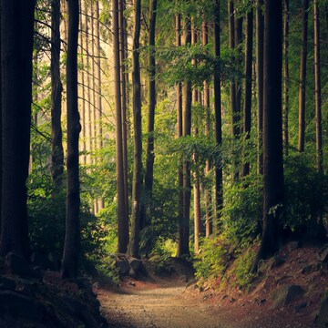 random imagem from unsplash